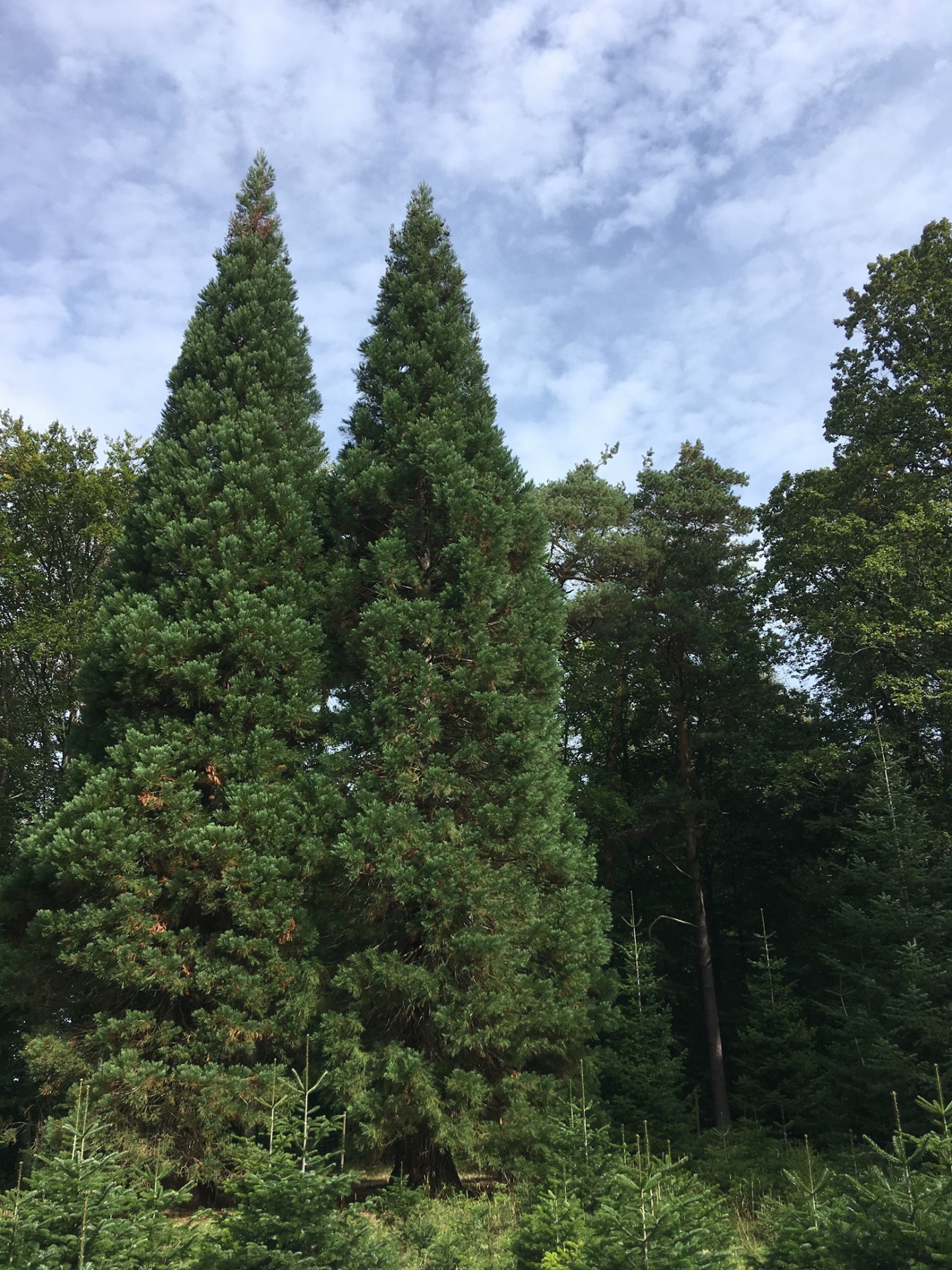 waldtage_19_08