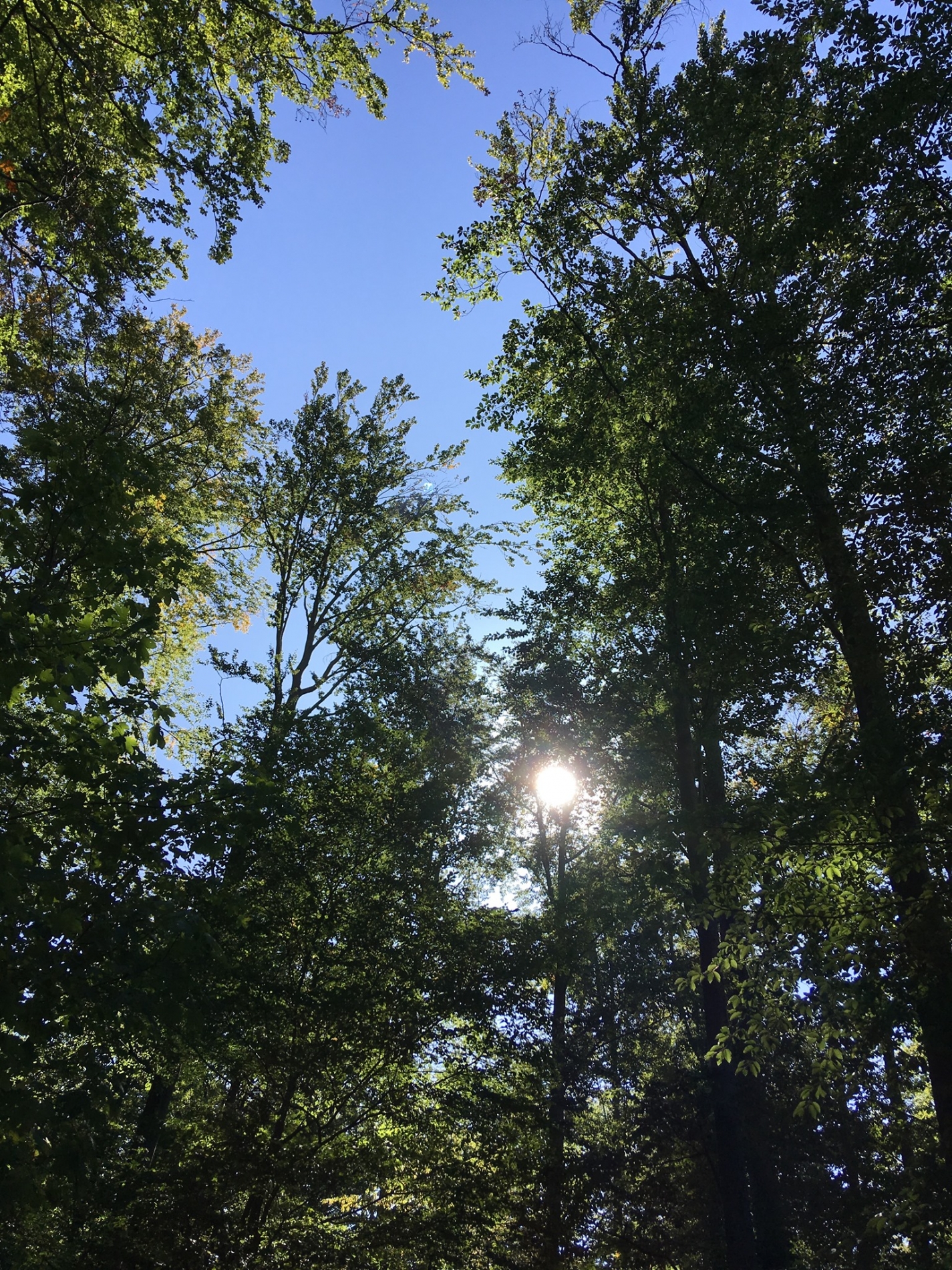waldtage_19_09