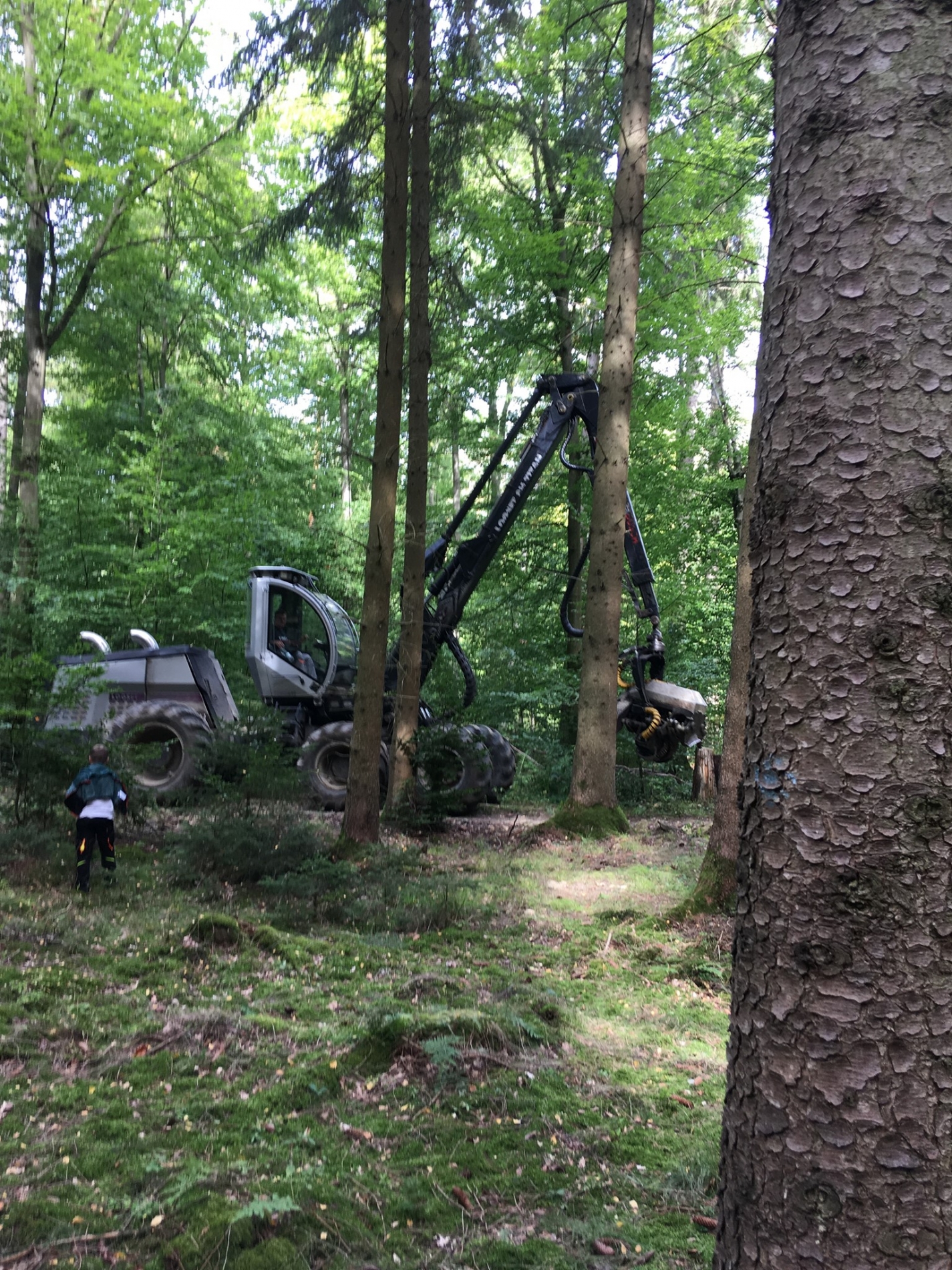 waldtage_19_11