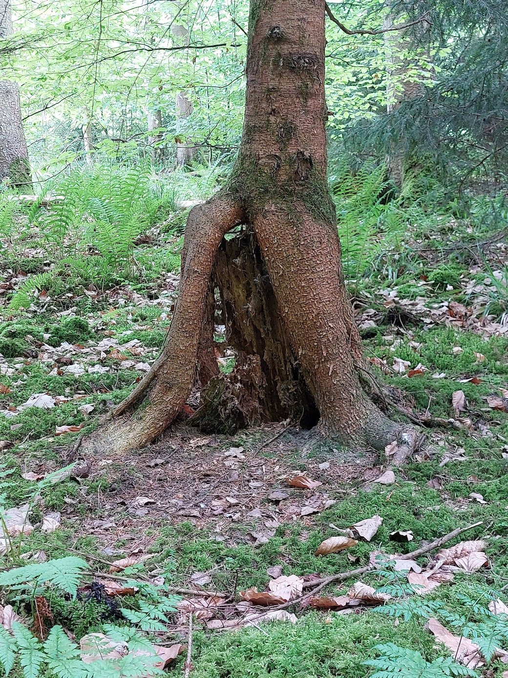 wald23_9