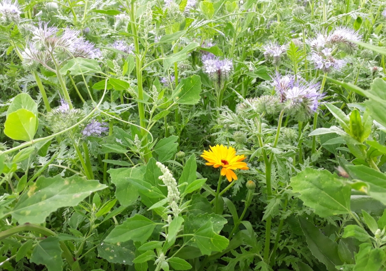 blüh_19_0623_9