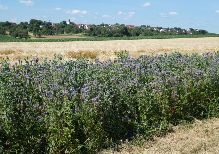 blüh_19_0710_1