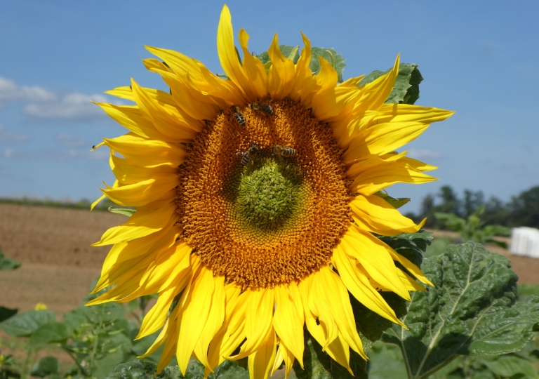 Blühstreifen 2019