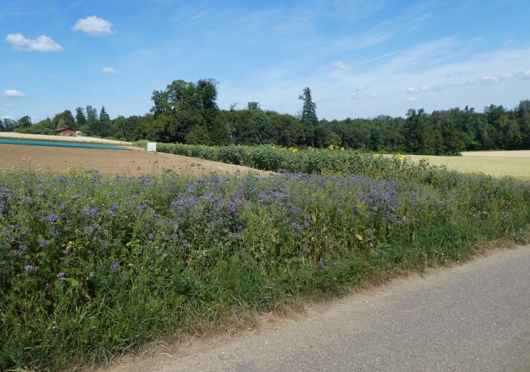 blüh_19_0710_4