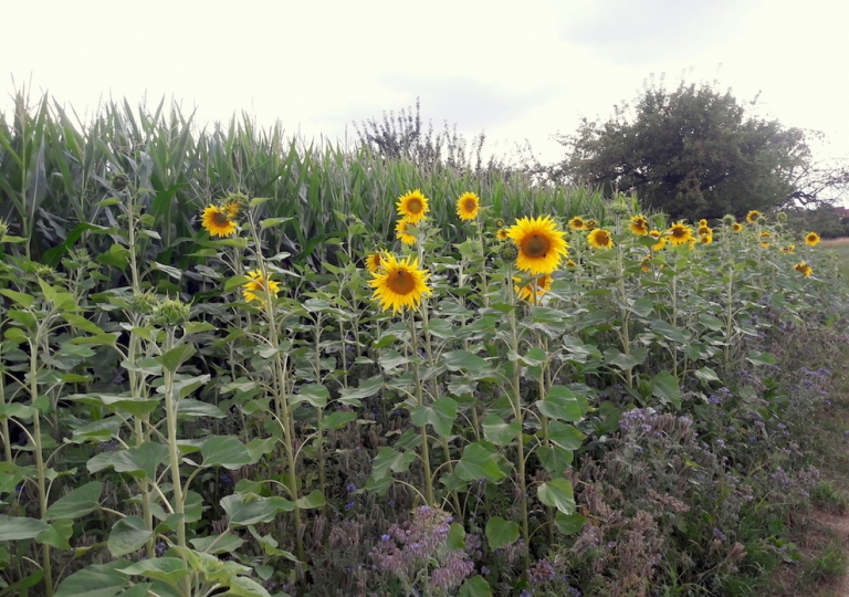 blühstreifen_20180711_03