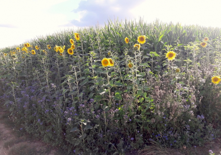 blühstreifen_20180711_06