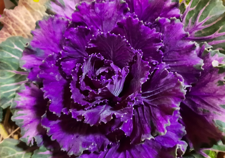 bluschmu21_5