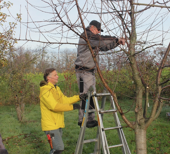 obstschnitt19_04