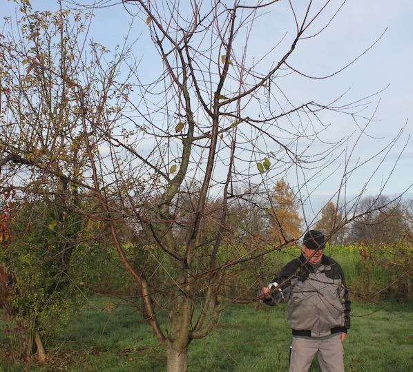 obstschnitt19_11v