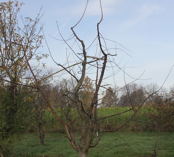 obstschnitt19_12n