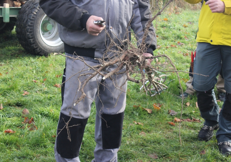 Obstbaum-Schnittkurs 2019