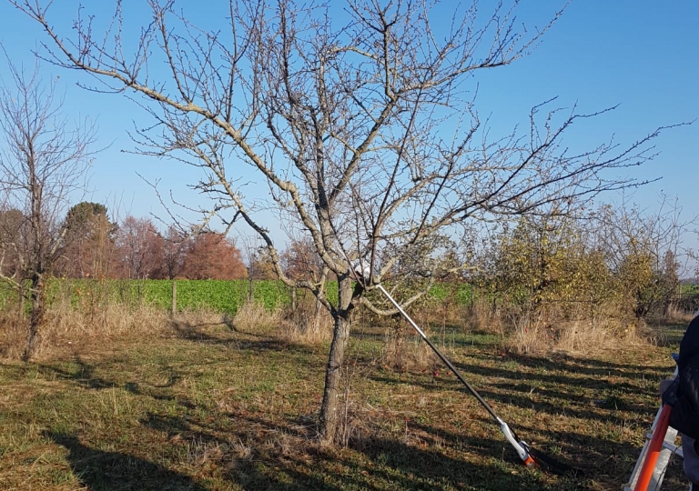 obstschnitt_18vn01