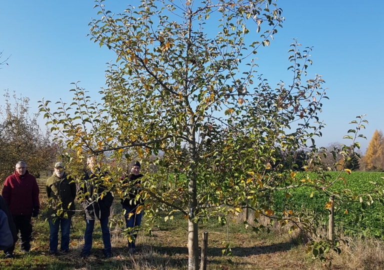 obstschnitt_18vn03