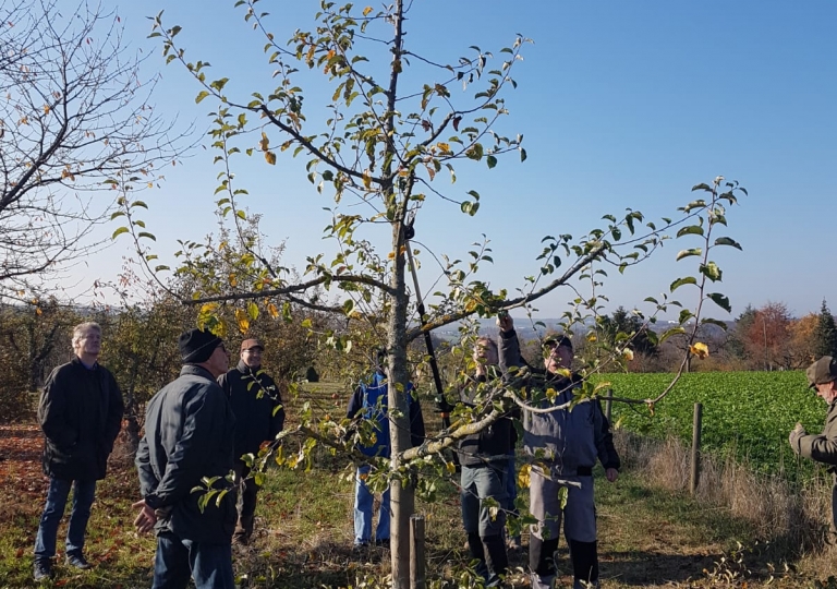 obstschnitt_18vn04
