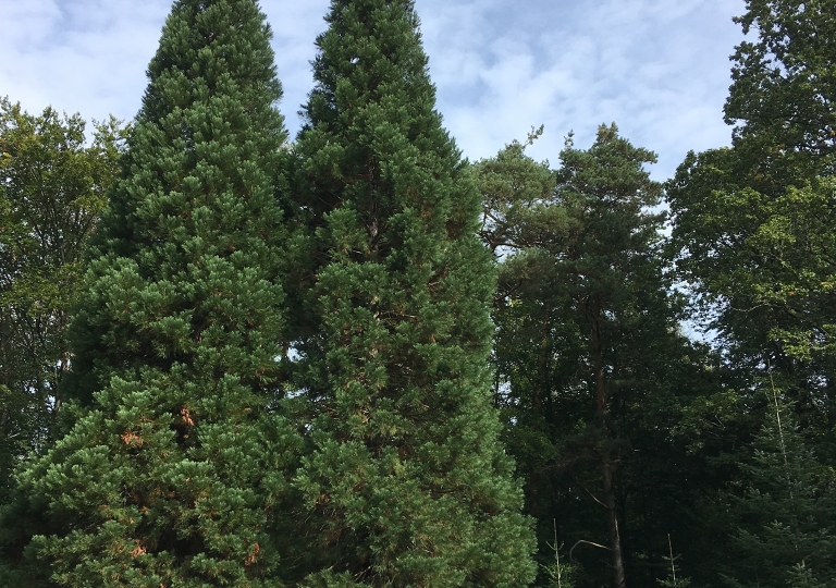 waldtage_19_08