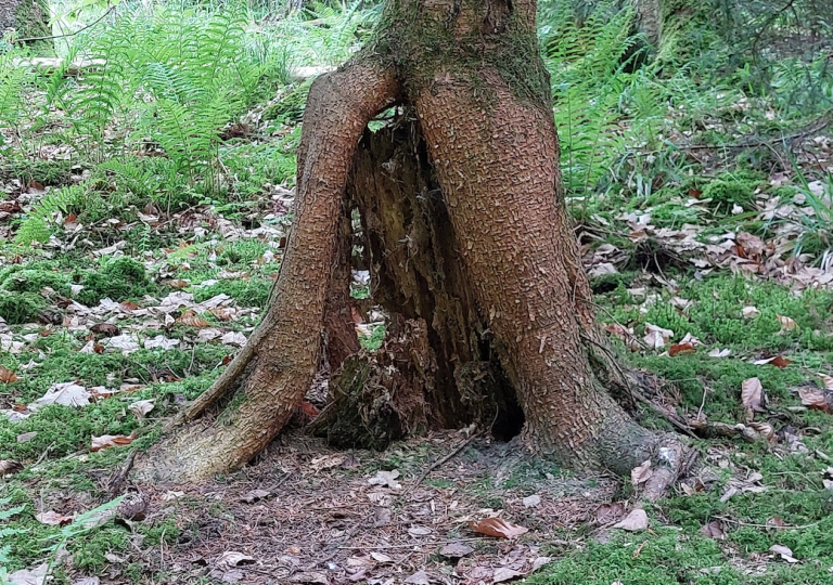 wald23_9